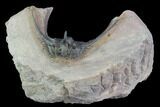 Kettneraspis Trilobite (Long Occipital Horn) - Lghaft, Morocco #89489-2